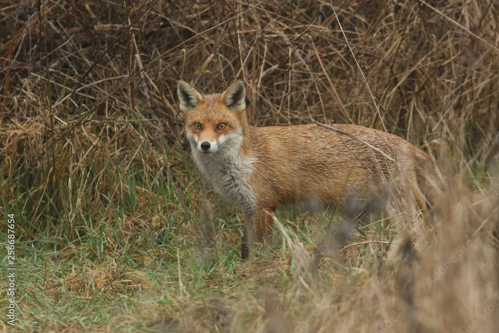 A magnificent Red Fox (Vulpes vulpes) searching for food to eat at the edge of shrubland on a rainy day. A magnificent Red Fox (Vulpes vulpes) searching for food to eat at the edge of shrubland on a rainy day.