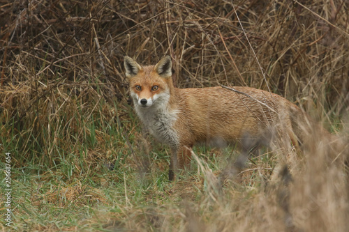 A magnificent Red Fox (Vulpes vulpes) searching for food to eat at the edge of shrubland on a rainy day.  © Sandra Standbridge