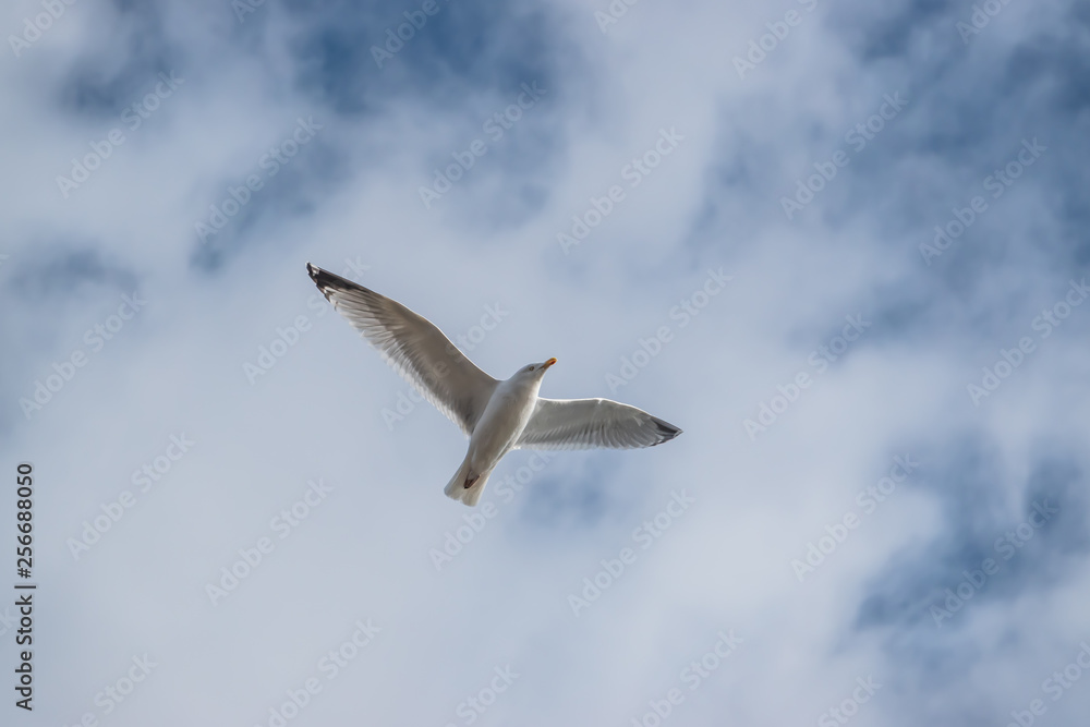Obraz premium Gull in Flight in Winter
