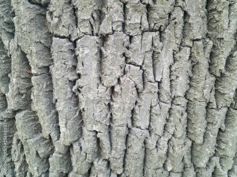 Old wooden texture for background in rustic style. Old wooden texture for background in rustic style.
