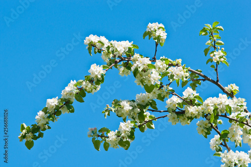Apple tree branch with white flowers on a blue sky background