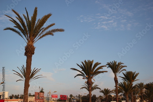 palm trees on beach © Yassine
