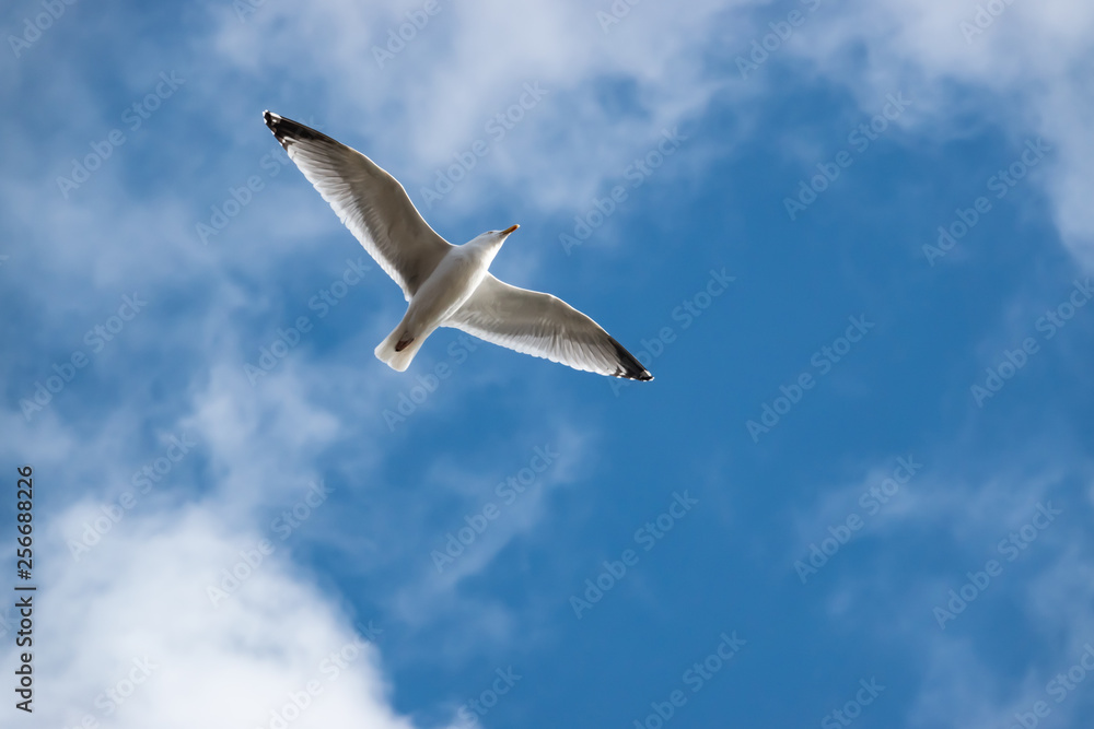 Obraz premium Mewa w locie w zimie