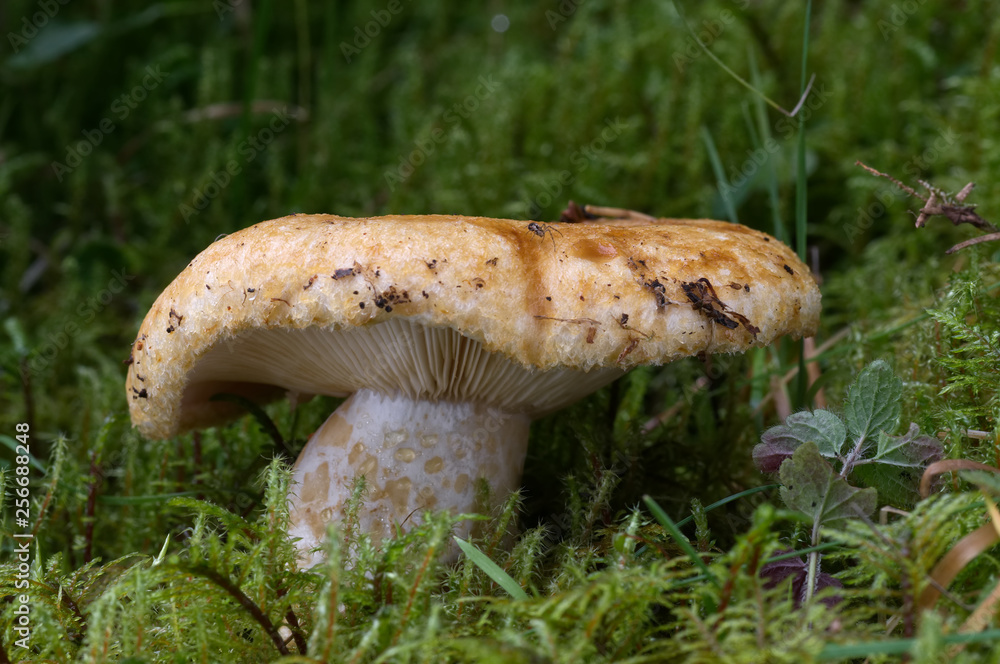 Single Lactarius scrobiculatus in a moss spruce forest, also called milk cap. Inedible fungus.