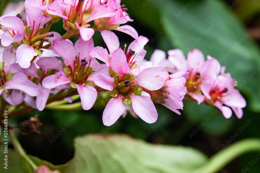 Obraz premium Heartleaf Bergenia Flowers in Bloom in Winter