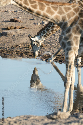 Giraffe drinking photo