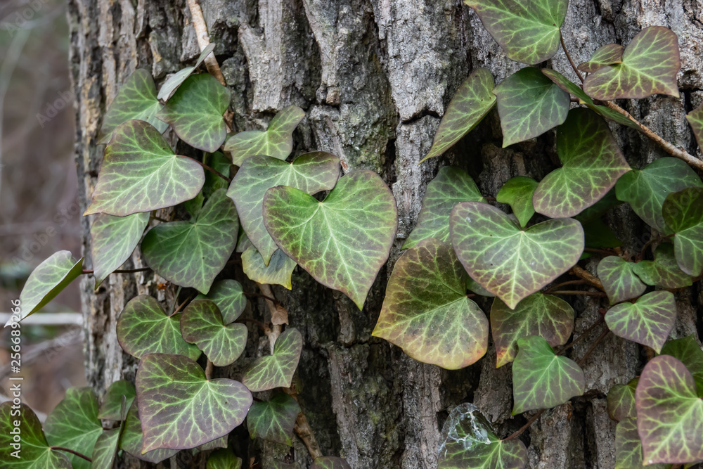 Ivy Plant Climbing Tree in Winter Ivy Plant Climbing Tree in Winter