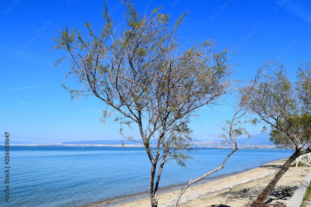 Tamarisk tree on the beach. Blue sea and sky, Thessaloniki, Greece. Tamarisk tree on the beach. Blue sea and sky, Thessaloniki, Greece.