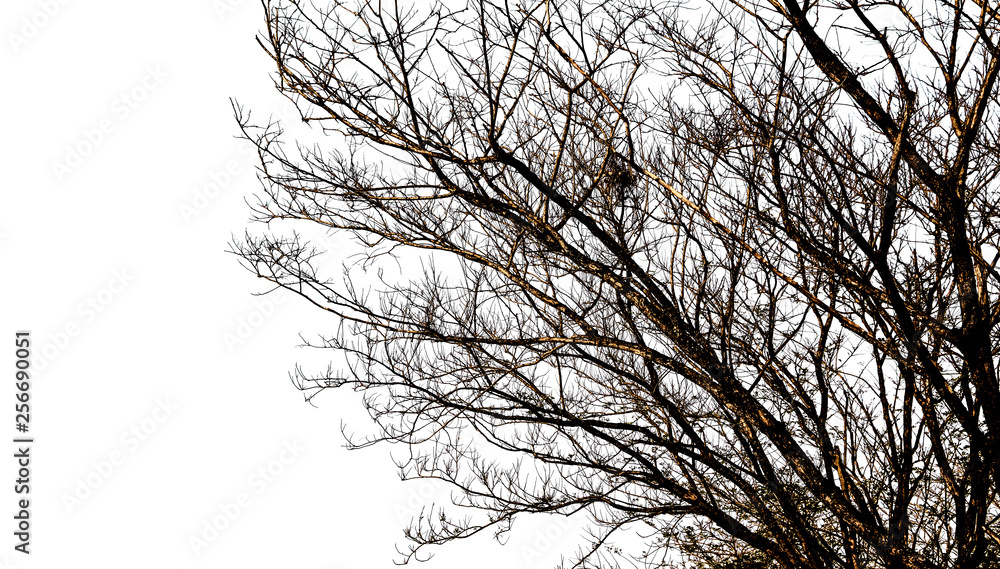 Obraz premium Bare tree branches silhouette on a white background.