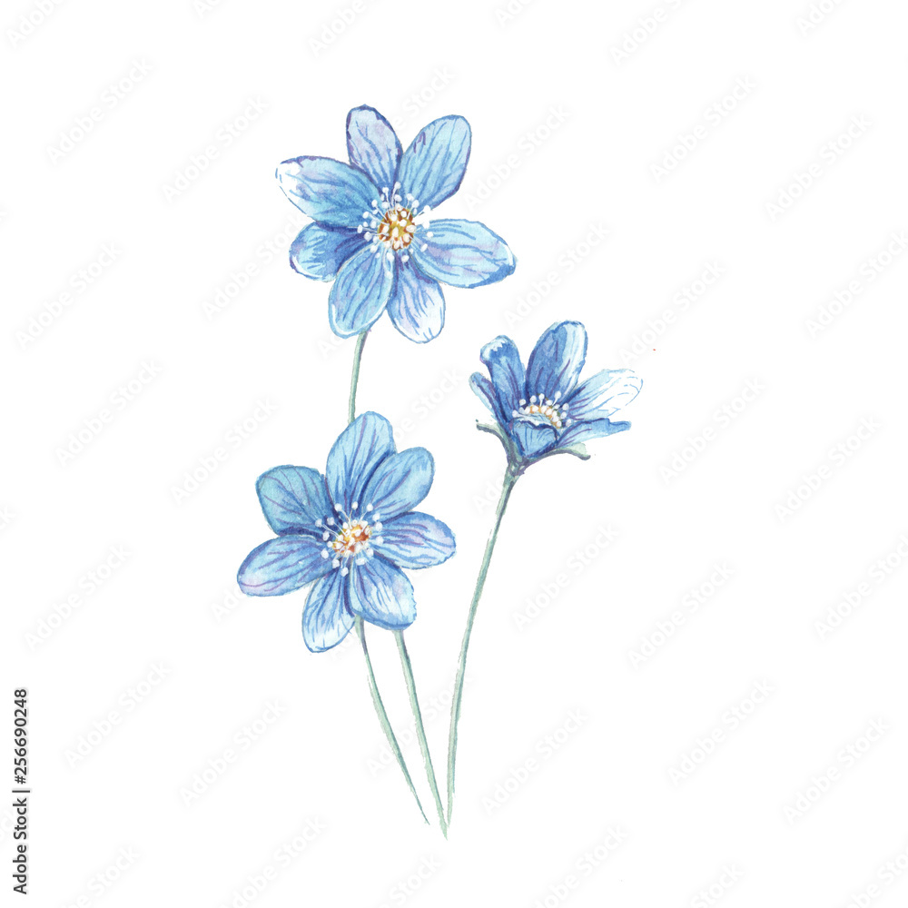 watercolor painting flower blue field