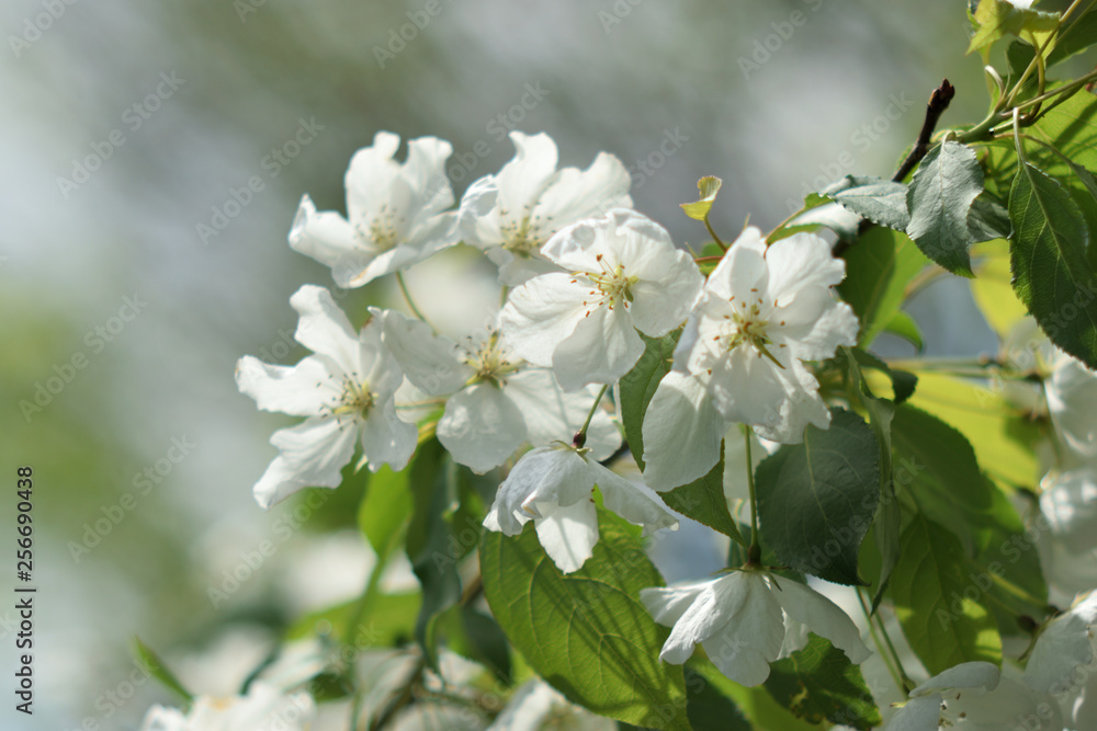 Garden of Eden with flowers - closeup.