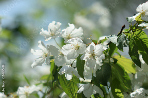 Garden of Eden with flowers - closeup.