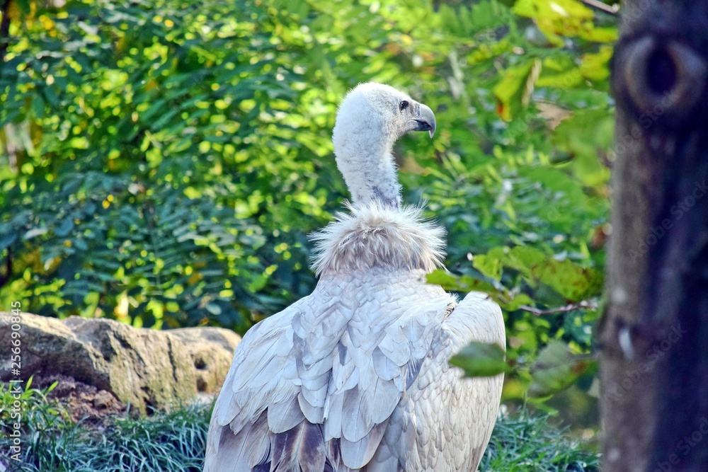 Gyps Himalayensis Vulture White Grey Portrait Gyps Himalayensis Vulture White Grey Portrait