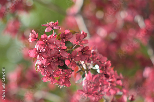 Garden of Eden with flowers - closeup.