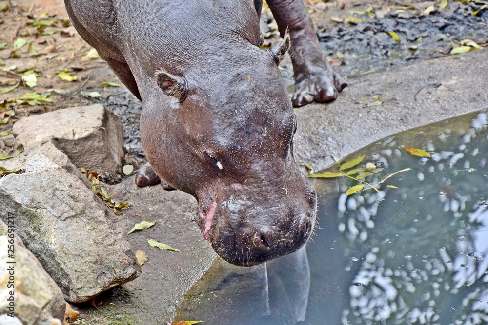 Fototapeta premium Choeropsis Liberiensis Small Hippopotamus 