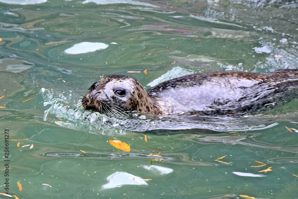 Fototapeta premium Phoca vitulina vitulina Seal Swimming in Water Looking Happy Playing