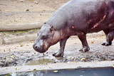 Choeropsis Liberiensis Small Hippopotamus 