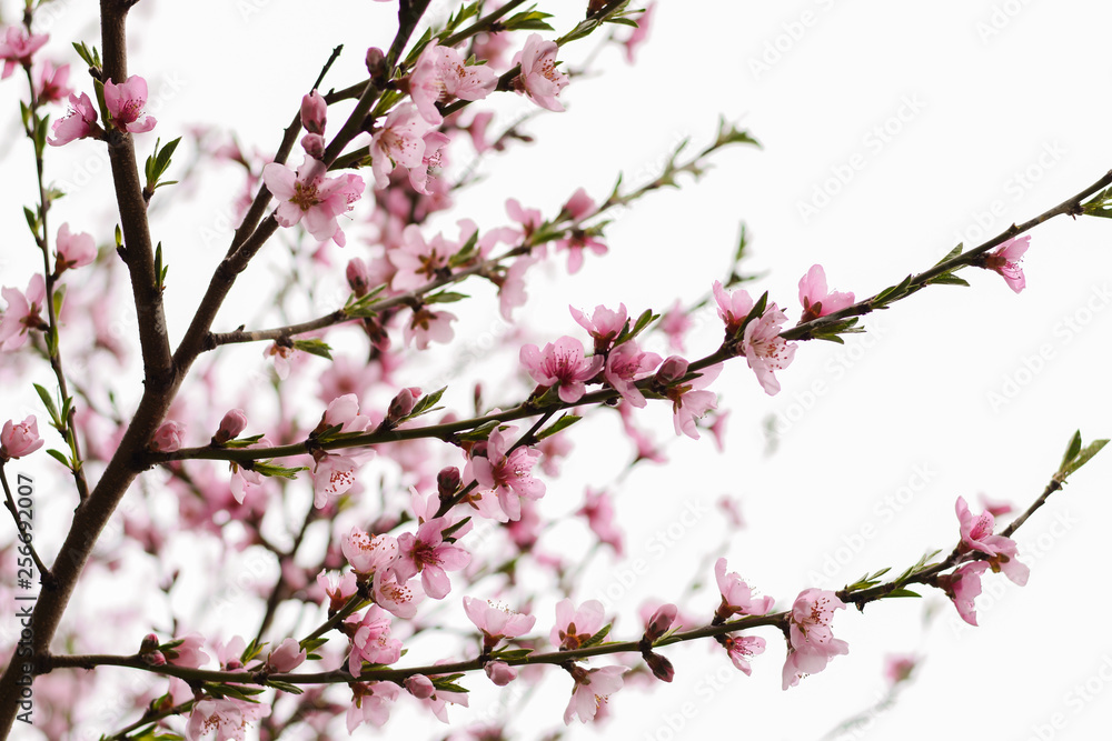 spring blossoms tree spring blossoms tree
