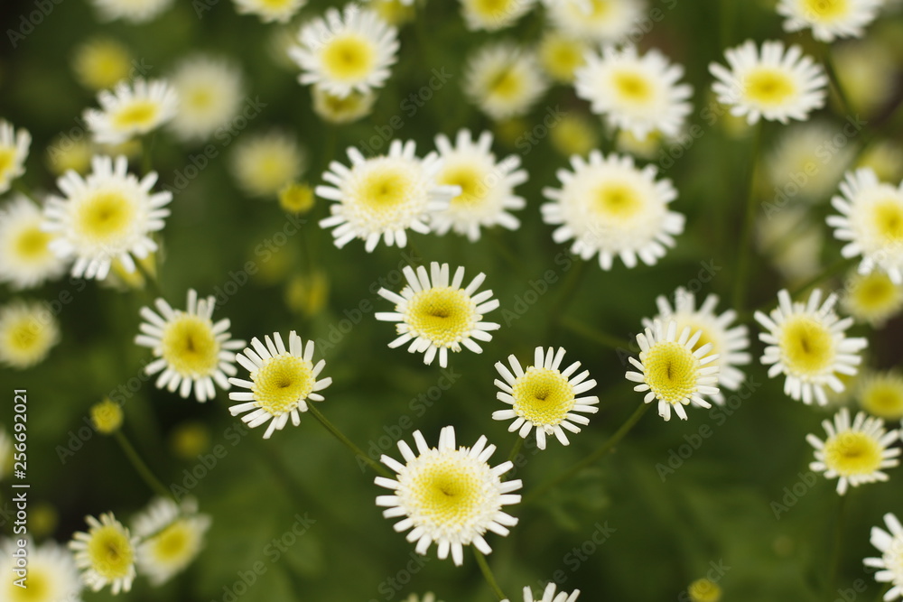 field of daisies field of daisies