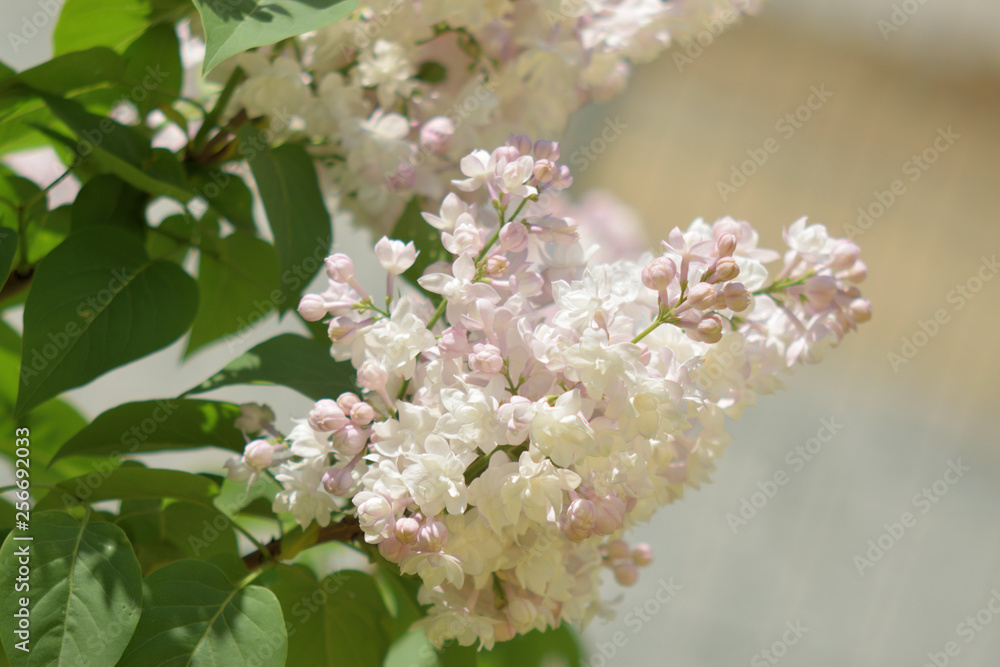 Garden of Eden with flowers - closeup.