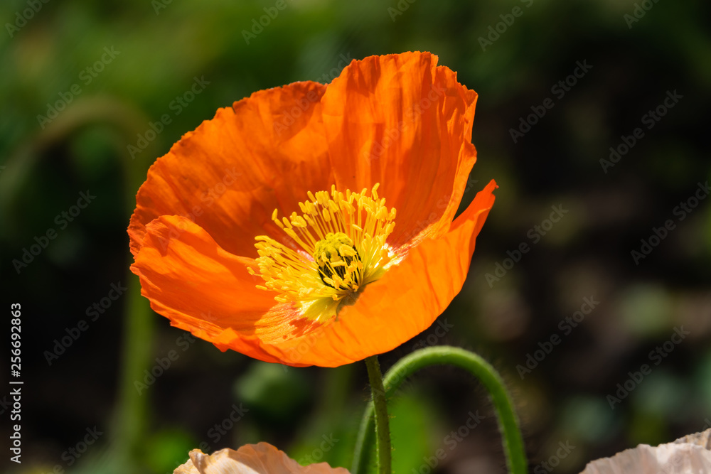 Orange Alpine Poppy Flower in Bloom in Winter