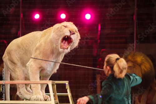 performance of a trainer of lions in a circus.