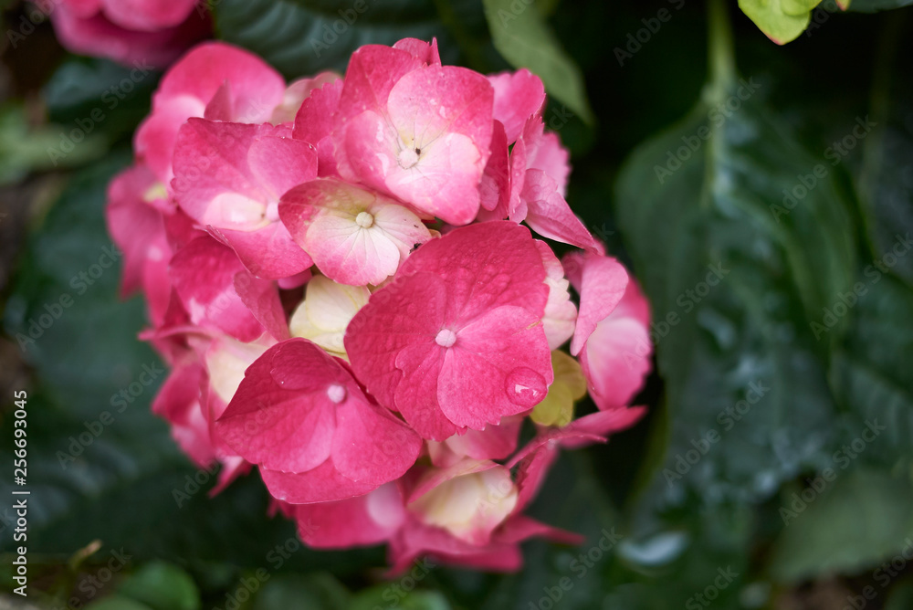 Hydrangea dark pink flowers