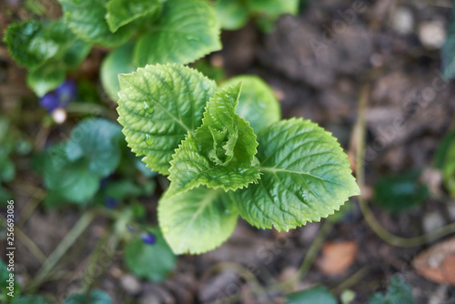 Hydrangea new leaves close up