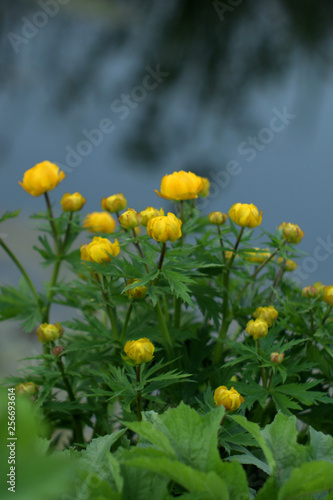 Garden of Eden with flowers - closeup.