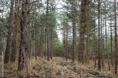 Pine Forest in France in Winter