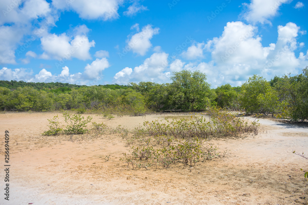 Mangroove area in the countryside of Itamaraca Island, Brazil Mangroove area in the countryside of Itamaraca Island, Brazil