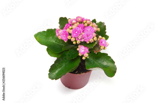 Beautiful pink potted flowers on isolated white background.