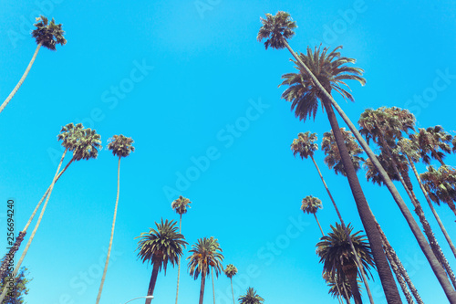 Palms of Beverly Drive