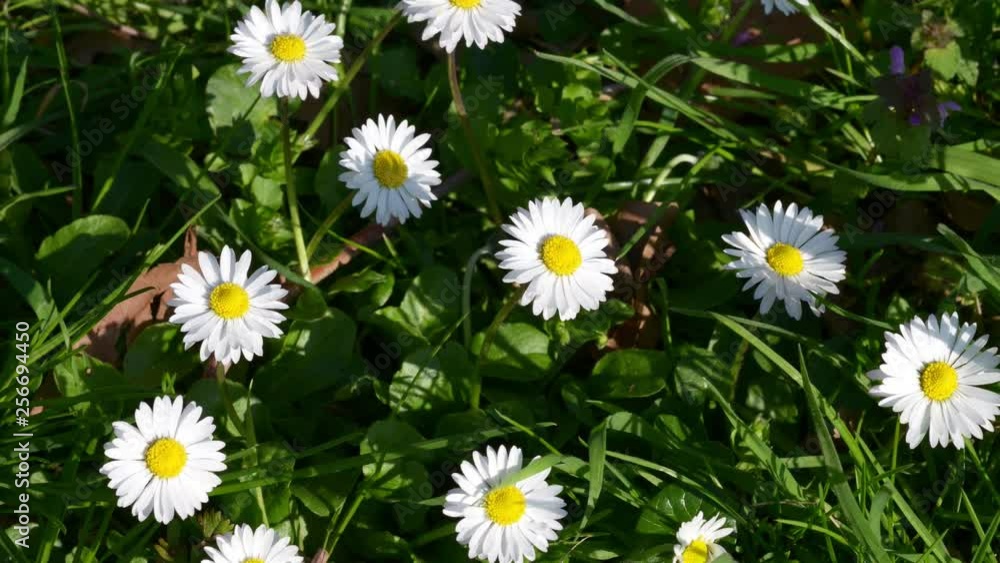 group of daisies in the undergrowth group of daisies in the undergrowth