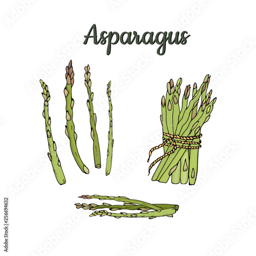 Illustration pods and asparagus bundle isolated on white background. Vector
