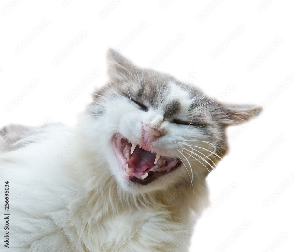 Fototapeta premium Funny cat, isolated on white background