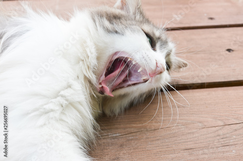 yawning cat on a wooden floor