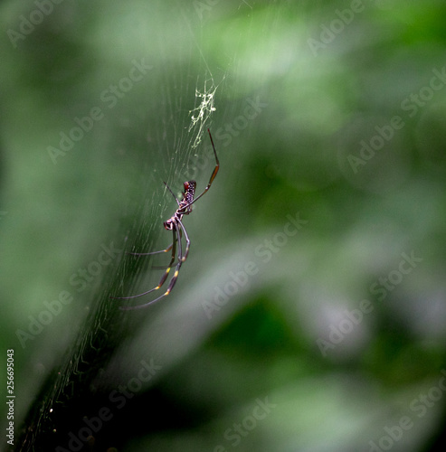 Spider  © Leonardo
