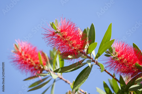 Callistemon aka bottlebrush