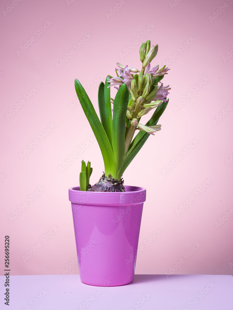 Obraz premium Hyacinth floating in the air with roots.