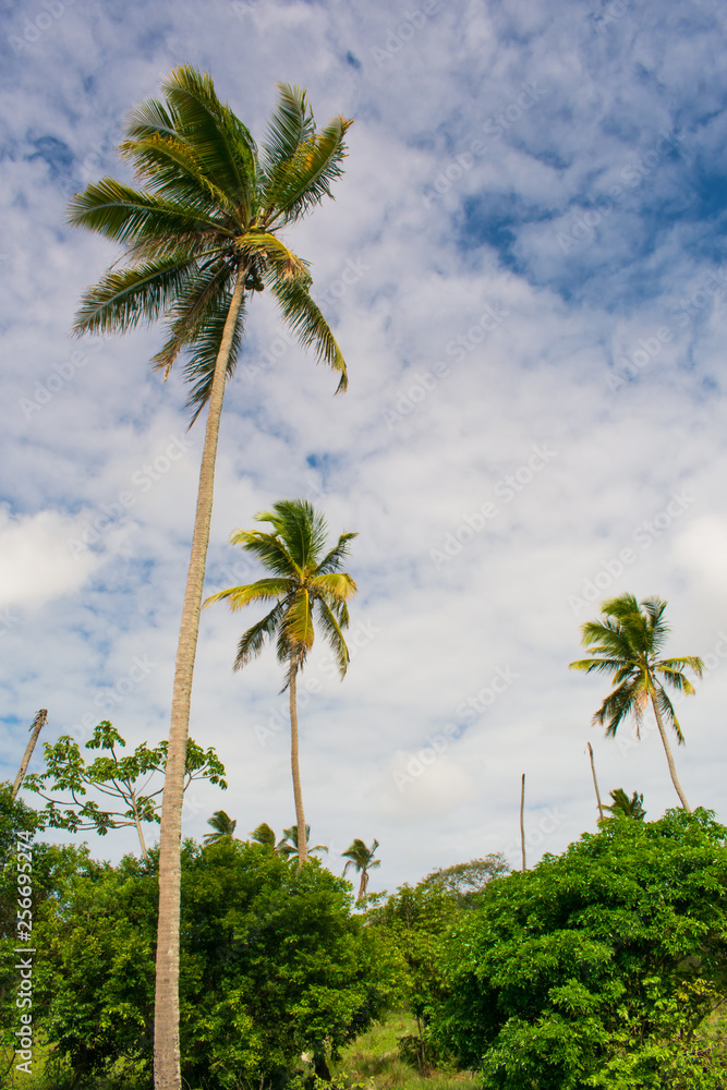 Naklejka premium Coconut trees in the countryside of Itamaraca Island (Brazilian Northeast)