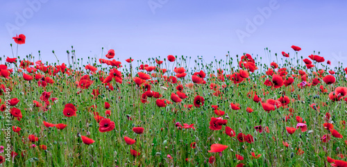 Red poppies blossom in the field. Panorama_ © Volodymyr