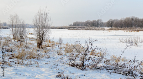 Winter on the lake. Trees and bushes in the snow and frost