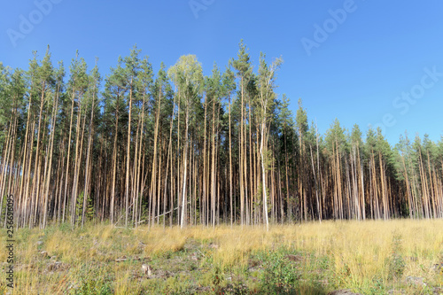 A field with grass that started to turn yellow and woods. photo