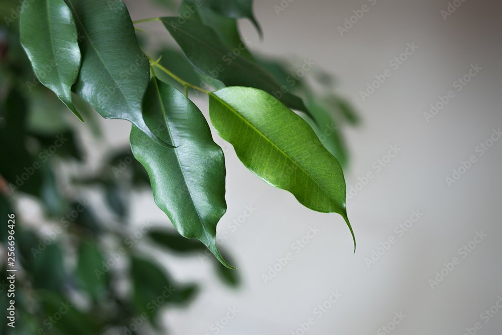 Obraz premium Ficus bud leaves