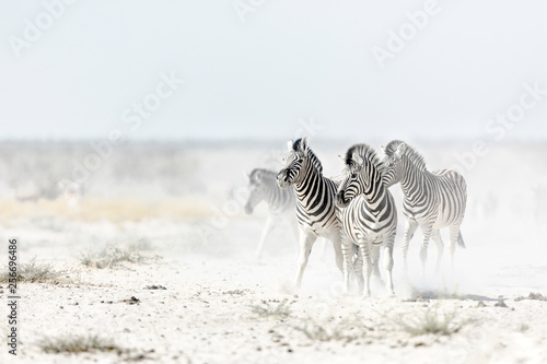 Zebra's in dust photo