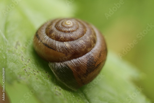 snail shell macro leaf shell