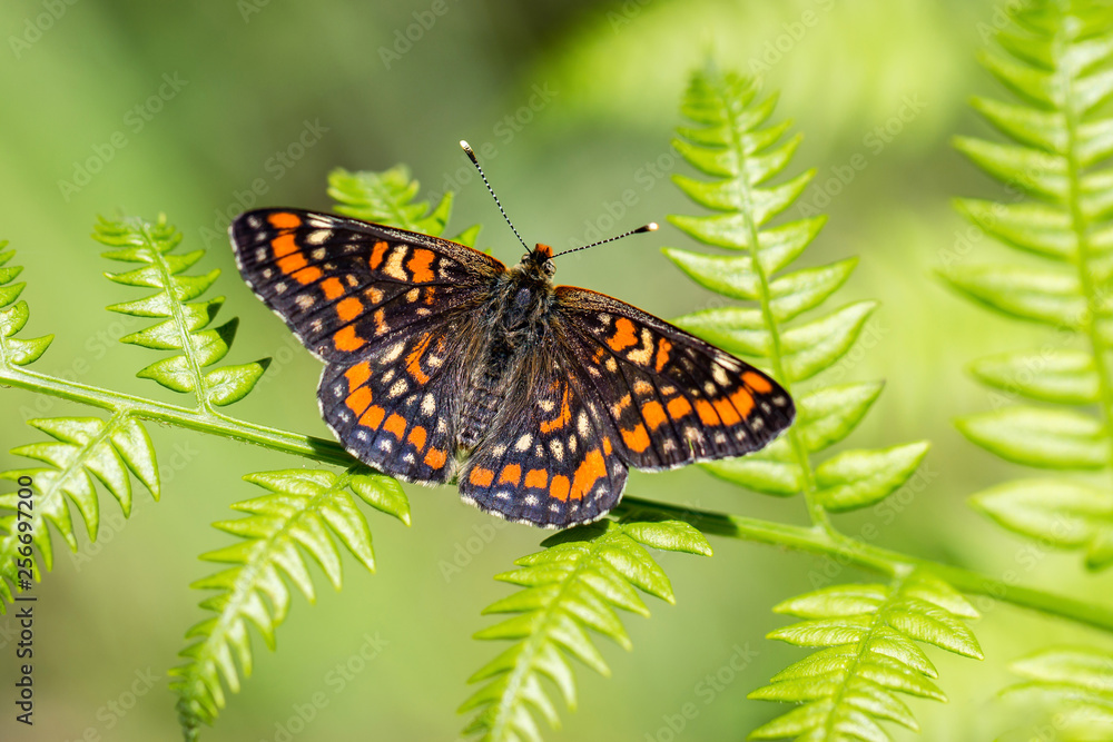 Naklejka premium Scarce fritillary. Euphydryas maturna.