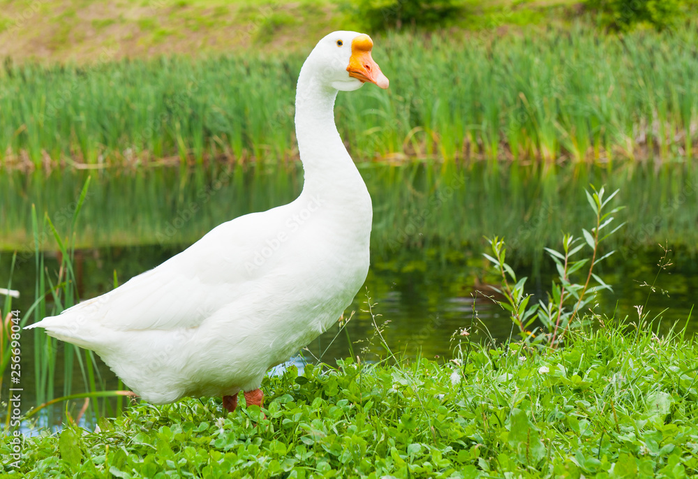 White goose on green grass near water in sunny summer day