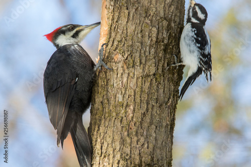 Φωτογραφία Pileated woodpecker vs downy woodpecker